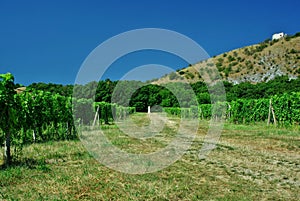 Vineyard photo